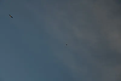 DSC_0259 (Large).JPG